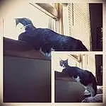Cat, Small To Medium-sized Cats, Felidae, Sky, Black cats, Window, Black-and-white, Whiskers, Carnivore, Kitten, Square, Room, Tail, Door, Home, Photo Caption, House