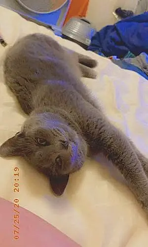 Name Russian Blue Cat Smokey