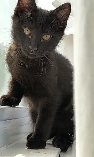 Name Cat Gray