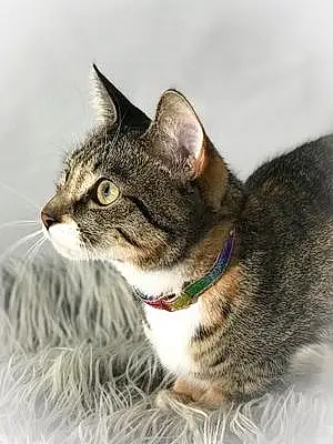Name American Shorthair Cat Briar