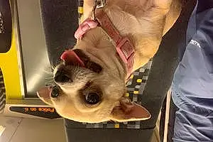 Name Chihuahua Dog Indie