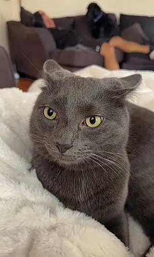 Name Chartreux Cat Bunny