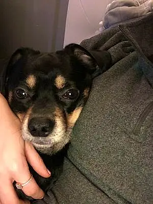 Name Chihuahua Dog Gauge