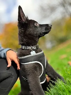 Name German Shepherd Dog Angus