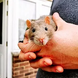 Name Rat Harold