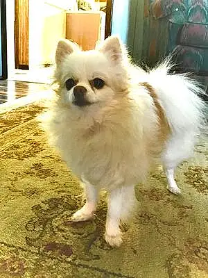 Name Chihuahua Dog Booboo