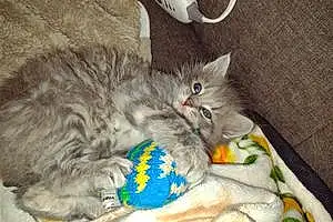 Name Maine Coon Cat Angle