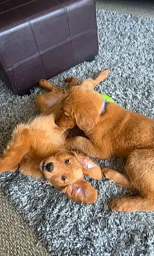 Golden Retriever Dog Kai