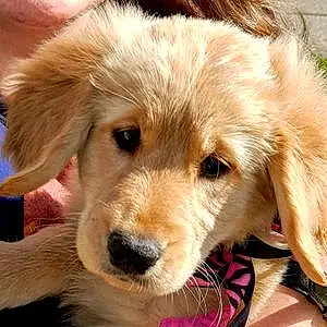 Name Golden Retriever Dog Jade