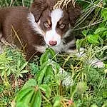 Plant, Dog, Botany, Leaf, Carnivore, Dog breed, Liver, Fawn, Terrestrial Plant, Grass, Companion dog, Groundcover, Terrestrial Animal, Whiskers, Recipe, Furry friends, Natural Landscape, Working Animal