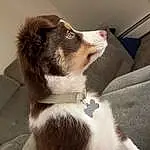 Dog, Dog breed, Jaw, Carnivore, Whiskers, Companion dog, Fawn, Collar, Snout, Working Animal, Canidae, Tail, Comfort, Paw, Furry friends, Working Dog, Non-sporting Group, Foot, Terrestrial Animal