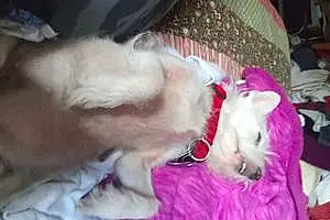 Chihuahua Dog Lulu