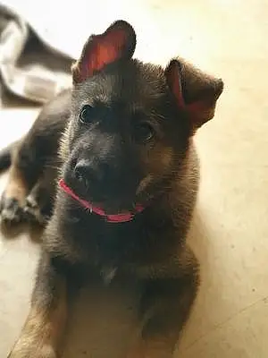 Name German Shepherd Dog Jewel