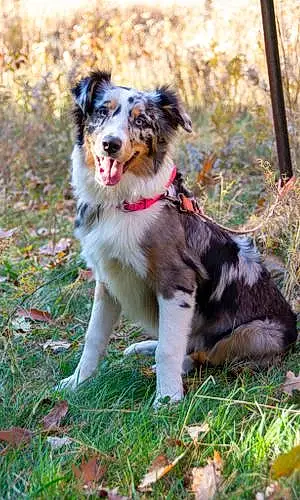Name Australian Shepherd Dog Kya