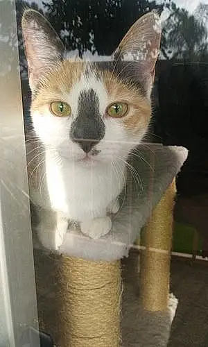 Name Cat Katara