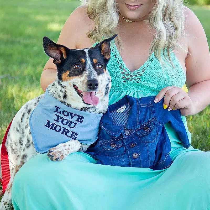 Clothing, Dog, Green, Carnivore, Grass, Fawn, Happy, Companion dog, Dog breed, Recreation, Electric Blue, Event, Dog Clothes, Toy Dog, Formal Wear, Sitting, Fun, Pattern, Working Dog