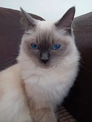 Name Ragdoll Cat Lana