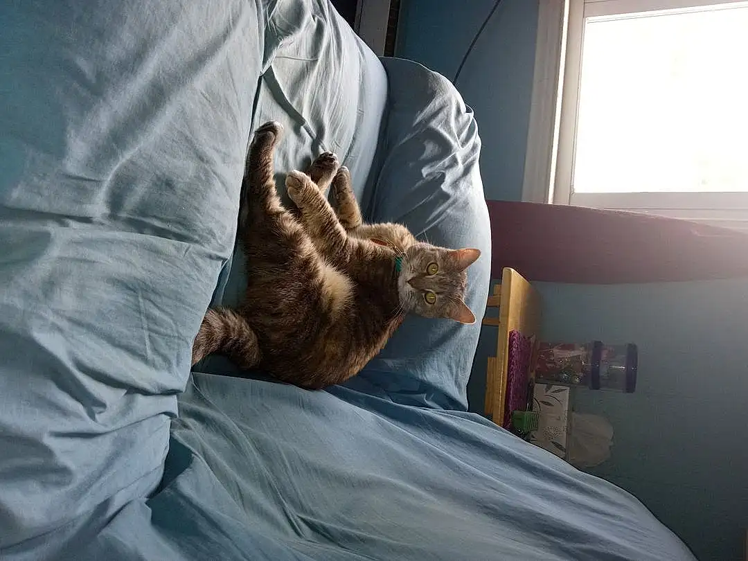 Cat, Leg, Window, Comfort, Felidae, Sleeve, Carnivore, Gesture, Small To Medium-sized Cats, Whiskers, Elbow, Wood, Linens, Human Leg, Wrist, Bedding, Furry friends, Domestic Short-haired Cat, Bed, Room