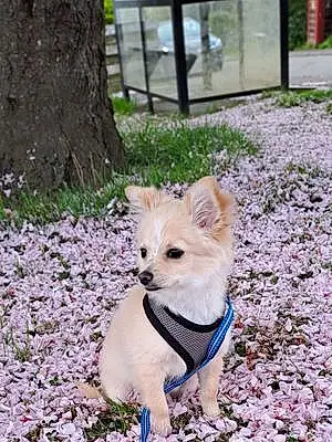 Chihuahua Dog Bobby