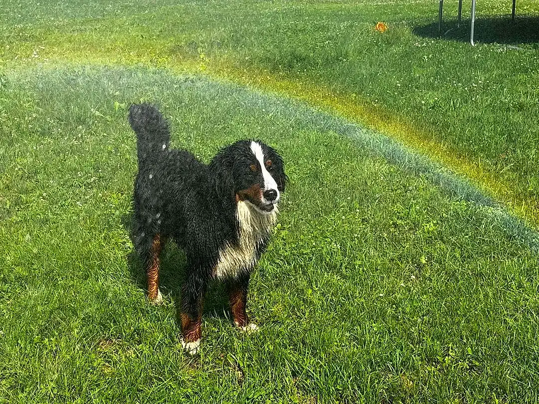 Rainbow, Dog, Carnivore, Plant, Water Dog, Grass, Working Animal, Dog breed, Companion dog, Sheep, Grassland, Meadow, Groundcover, Lawn, Agriculture, Livestock, Tail, Field, Landscape