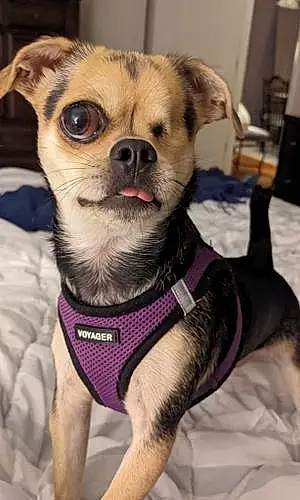 Name Chihuahua Dog Leela