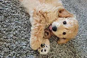 Name Goldendoodle Dog Enzo
