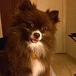 Dog, Carnivore, Dog breed, Working Animal, German Spitz, Fawn, Companion dog, German Spitz Klein, Toy Dog, Snout, Whiskers, Spitz, Dog Supply, Furry friends, Canidae, Terrestrial Animal, German Spitz Mittel, Volpino Italiano, Non-sporting Group