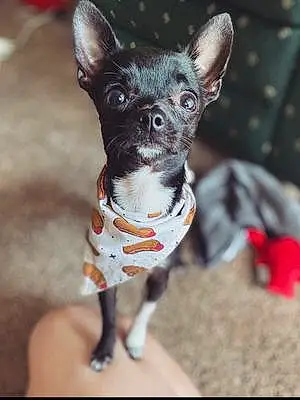 Name Chihuahua Dog Hulk