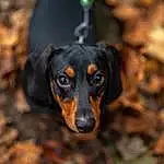Dog, Dog breed, Carnivore, Companion dog, Montenegrin Mountain Hound, Canidae, Working Dog, Darkness, Guard Dog, Working Animal, Hunting Dog, Terrestrial Animal