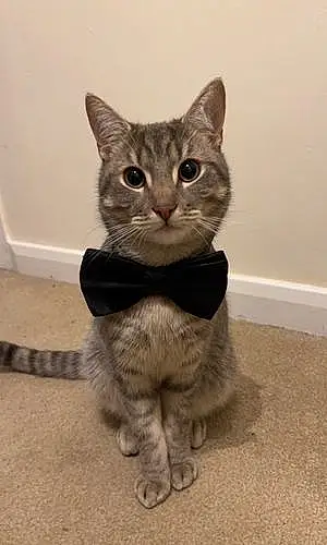Name Cat Frank