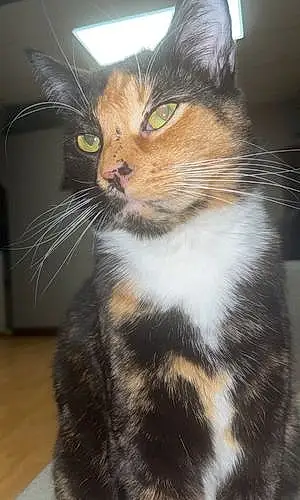 Name Cat Gemini