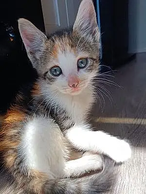Name American Shorthair Cat Calí