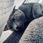 Cloud, Eyes, Felidae, Cat, Carnivore, Automotive Tire, Small To Medium-sized Cats, Grey, Comfort, Whiskers, Road Surface, Tints And Shades, Wood, Tail, Tree, Snout, Human Leg, Asphalt, Meteorological Phenomenon, Domestic Short-haired Cat