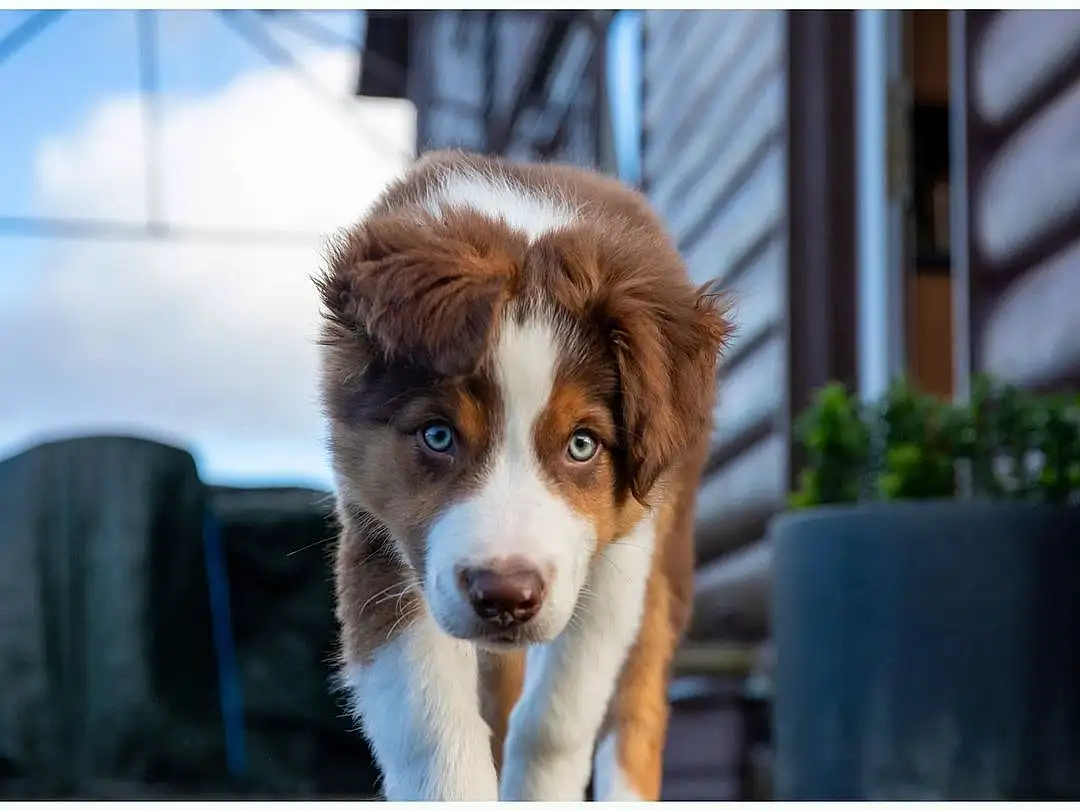 Dog, Dog breed, Carnivore, Whiskers, Companion dog, Plant, Snout, Canidae, Terrestrial Animal, Liver, Herding Dog, Furry friends, Rectangle, Working Dog, Toy Dog, Working Animal, Puppy, Border Collie, Australian Shepherd