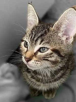 Name Bengal Cat Carly