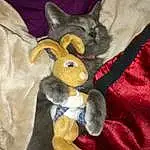 Rabbits And Hares, Rabbit, Hare, Pet rabbit, Plush, Stuffed Toy, Ear, Fawn, Toy