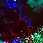 Light, Purple, Lighting, Darkness, Event, Christmas Lights, Christmas Decoration, Night, Fête, Computer Wallpaper, Tree, Macro Photography, Neon, Christmas, Space