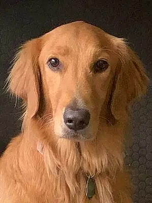 Name Golden Retriever Dog Amelia