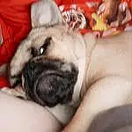 Pug, Dog, Carnivore, Comfort, Dog breed, Fawn, Companion dog, Wrinkle, Toy Dog, Whiskers, Snout, Furry friends, Working Animal, Cameras & Optics, Paw, Linens, Felidae, Puppy love, Terrestrial Animal