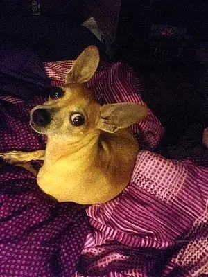 Name Chihuahua Dog Beethoven