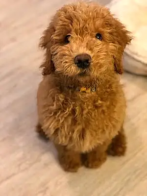 Name Goldendoodle Dog Dudley