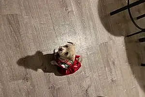 Name Chihuahua Dog Cookie