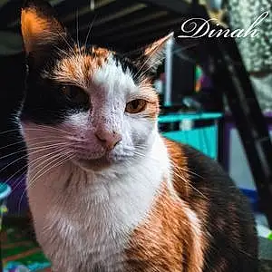 Name Cat Dinah