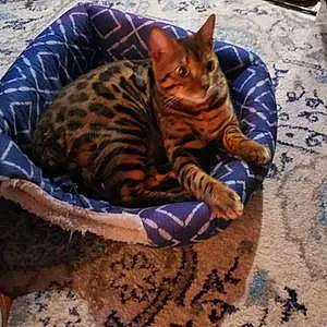 Name Bengal Cat Beauregard