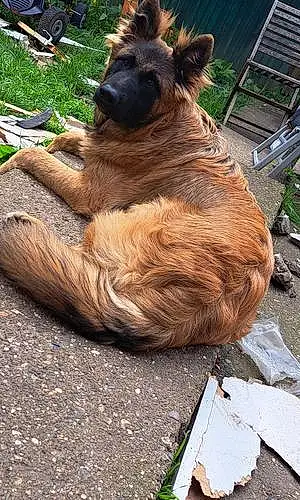 Name German Shepherd Dog Max