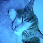 Underwater, Water, Blue, Jaw, Cat, Marine Biology, Felidae, Electric Blue, Small To Medium-sized Cats, Whiskers, Fin, Fish, Fun, Art, Furry friends, Cartilaginous Fish