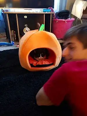 Halloween Cat Binx