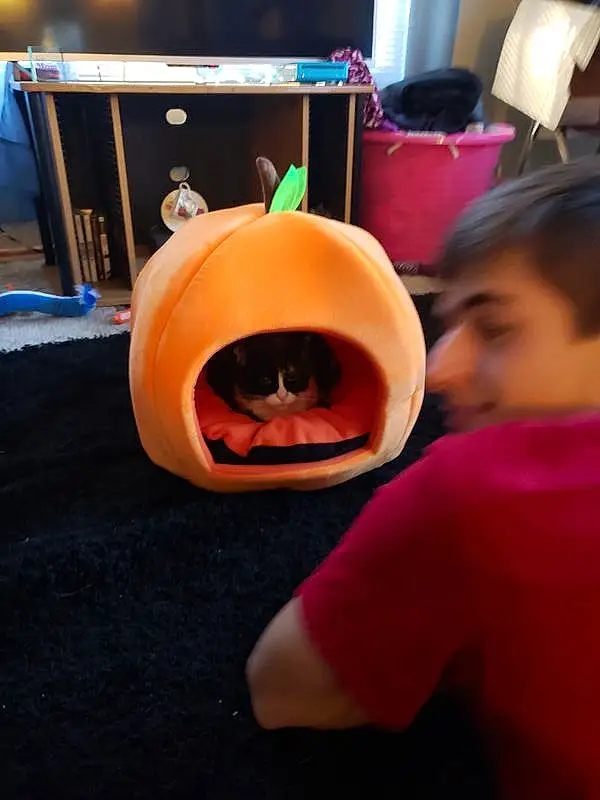 Pumpkin, Halloween, Smile, Fun, Jack O Lantern, Person