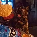 Cat, Felidae, Carnivore, Small To Medium-sized Cats, Whiskers, Snout, Comfort, Furry friends, Tail, Domestic Short-haired Cat, Lap, Black cats, Paw, Sitting, Claw, Square, Junk Food, Metal, Bag, Canidae