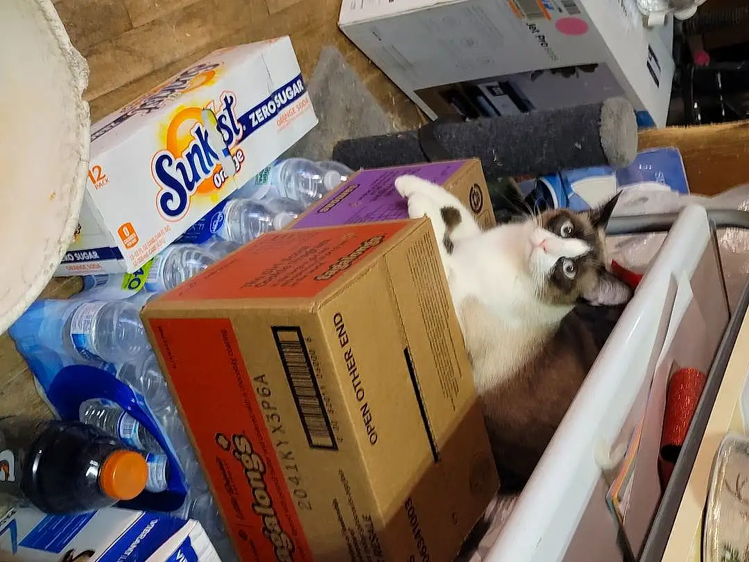 Cat, Felidae, Carnivore, Shipping Box, Packing Materials, Small To Medium-sized Cats, Whiskers, Box, Carton, Packaging And Labeling, Household Supply, Balinese, Pet Supply, Cardboard, Thai, Plastic, Package Delivery, Siamese, Paper Product, Domestic Short-haired Cat